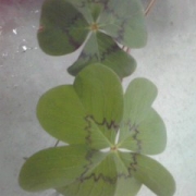 「幸せ～♪」【グルメプラス世界に笑顔を届けよう企画】クスッと笑える、癒される写真を大募集！の投稿画像