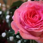 「ピンク」★サムライウーマン★フォトコンテスト の投稿画像