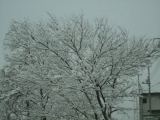 静岡でも雪