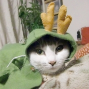 「2012年辰」C1000と楽しもう！2012年の干支「龍」の写真大募集！の投稿画像