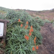 「八丈島の冬の花」【ホテルのアメニティセットをプレゼント！】冬のとっておきフォトを大募集♪の投稿画像