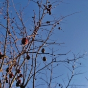 「落果前」【ホテルのアメニティセットをプレゼント！】冬のとっておきフォトを大募集♪の投稿画像