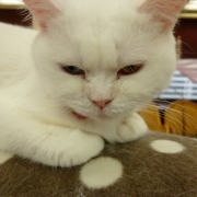 「癒しと元気の源」【銀賞受賞記念第二弾】発売前のC1000を楽しもう！げんきいろな写真大募集！の投稿画像