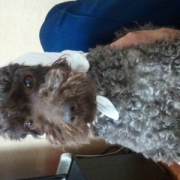 「どじょうすくい！」【銀賞受賞記念第二弾】発売前のC1000を楽しもう！げんきいろな写真大募集！の投稿画像