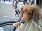 カンガルー状態で自転車散歩