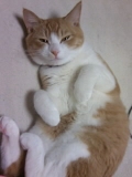 うらめしや