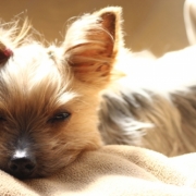 「気持ちよさそうにウトウト・・。」「ペットフォトコンテスト～これがうちのコのあったかスタイル！」開催の投稿画像