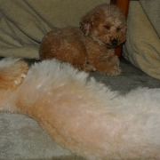 「こたつむり★」「ペットフォトコンテスト～これがうちのコのあったかスタイル！」開催の投稿画像