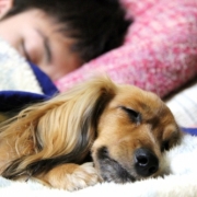 「ぬくぬくスタイルは、一緒寝!!」「ペットフォトコンテスト～これがうちのコのあったかスタイル！」開催の投稿画像