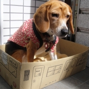 「グリーン車指定席」「ペットフォトコンテスト～これがうちのコのあったかスタイル！」開催の投稿画像