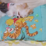 「枕と一緒♪」「ペットフォトコンテスト～これがうちのコのあったかスタイル！」開催の投稿画像