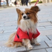 「マンUさいこー！」「ペットフォトコンテスト～これがうちのコのあったかスタイル！」開催の投稿画像