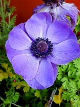 口コミ：トウ立ち　って意外に美味しい！？の画像（2枚目）