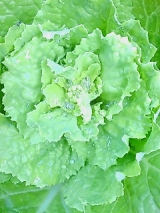 口コミ：トウ立ち　って意外に美味しい！？の画像（4枚目）