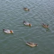 「「５」のカタチ」【グルメプラス】世界に笑顔を届けよう企画クスッと笑える、癒される写真を大募集！の投稿画像