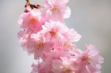 八重桜