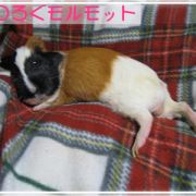 「我が家の癒しはモルモットのゴン太くん」【グルメプラス】世界に笑顔を届けよう企画クスッと笑える、癒される写真を大募集！の投稿画像