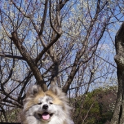 「梅林ギャル」【フォト募集】春を感じるペットのお写真を大募集！の投稿画像