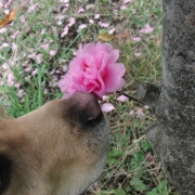 「食いしん坊のロンでしbyロン」【フォト募集】春を感じるペットのお写真を大募集！の投稿画像