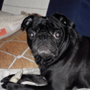 「散歩よりガム」【フォト募集】春を感じるペットのお写真を大募集！の投稿画像