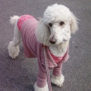 「わたしも桜色♪」【フォト募集】春を感じるペットのお写真を大募集！の投稿画像