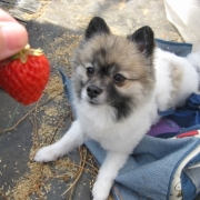 「秩父でイチゴ狩り」【フォト募集】春を感じるペットのお写真を大募集！の投稿画像