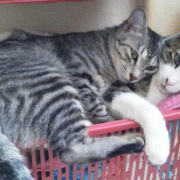 「仲良し兄弟★」【グルメプラス】世界に笑顔を届けよう企画クスッと笑える、癒される写真を大募集！の投稿画像