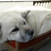 「うちの犬」【グルメプラス】世界に笑顔を届けよう企画クスッと笑える、癒される写真を大募集！の投稿画像