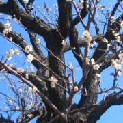 「東方天満宮の梅」【春の花を大募集】飲んだ後食べられる！「贅沢梅こんぶ茶」現品15名様に☆の投稿画像