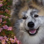 「ピンクの絨毯」【フォト募集】春を感じるペットのお写真を大募集！の投稿画像