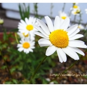 「スノーポール」【春の花を大募集】飲んだ後食べられる！「贅沢梅こんぶ茶」現品15名様に☆の投稿画像