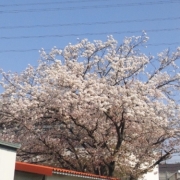「満開！」【春の花を大募集】飲んだ後食べられる！「贅沢梅こんぶ茶」現品15名様に☆の投稿画像