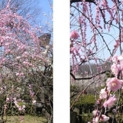 「しだれ梅」【春の花を大募集】飲んだ後食べられる！「贅沢梅こんぶ茶」現品15名様に☆の投稿画像