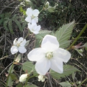 「春の到来♪」【春の花を大募集】飲んだ後食べられる！「贅沢梅こんぶ茶」現品15名様に☆の投稿画像