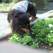 「これは、何の花かな？」【フォト募集】春を感じるペットのお写真を大募集！の投稿画像