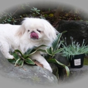 「お庭大好きペキニーズ」【フォト募集】春を感じるペットのお写真を大募集！の投稿画像