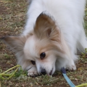 「春も美味しい季節です」【フォト募集】春を感じるペットのお写真を大募集！の投稿画像