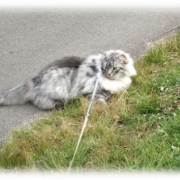 「散歩中」【フォト募集】春を感じるペットのお写真を大募集！の投稿画像