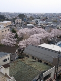 桜の公園