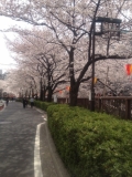 目黒川の桜