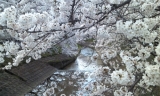 桜井市　粟原川沿いの桜
