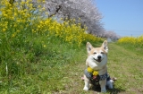 2012　桜☆ＳＡＫＵＲＡ