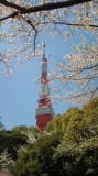 東京タワーと桜