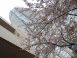 桜越しの六本木ヒルズ
