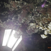 初☆千鳥ヶ淵