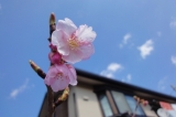 河津桜