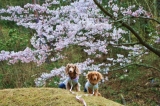 桜をバックに