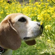 「サクラと菜の花」「ペットフォトコンテスト～見つけた！我が家の小さな春」開催の投稿画像