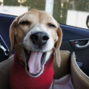 「春眠」「ペットフォトコンテスト～見つけた！我が家の小さな春」開催の投稿画像