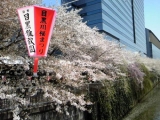 目黒川桜まつり